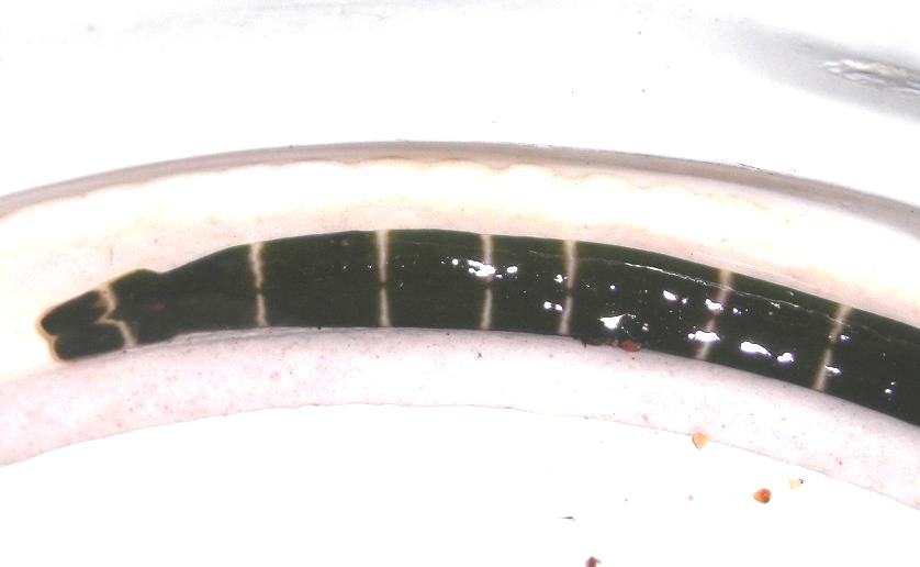 Notospermus geniculatus